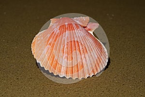 sea shell with gooseneck barnacle