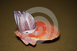 sea shell with gooseneck barnacle