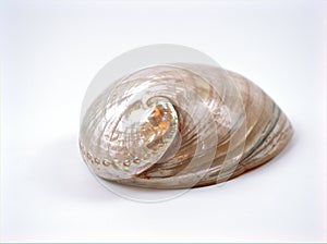 Sea shell Haliotis diversicolor animal , Mollusca isolated on white background ,white shiny shell photo