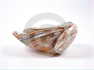 Sea shell Haliotis diversicolor animal , Mollusca isolated on white background ,white shiny shell photo