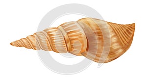 Sea shell, Hand painted illustration isolated on white background