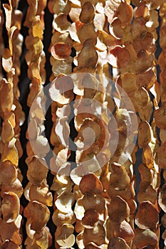 Sea shell hanging on bokeh background. The hanging curtains made of shells from city of piura peru are crafts produced by skilled