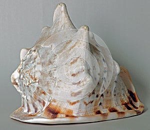 Sea Shell, Horned Helmet,