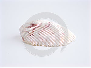 Sea shell ,indian cockle shell , Cardiidae isolated on white background