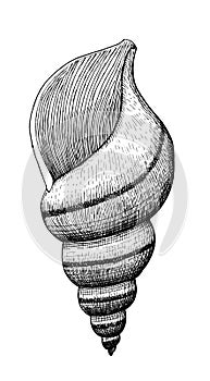 Sea shell, ink hand drawn vintage illustration