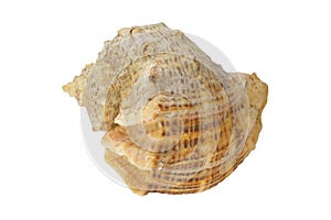 Sea shell isolated