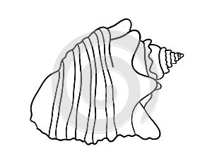 Sea shell isolated