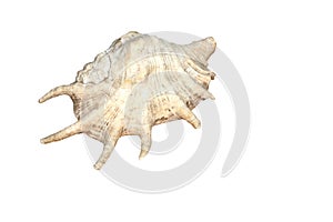 Sea shell isolated