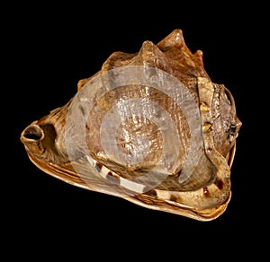 Sea shell isolated on a black background. Beautiful seashell