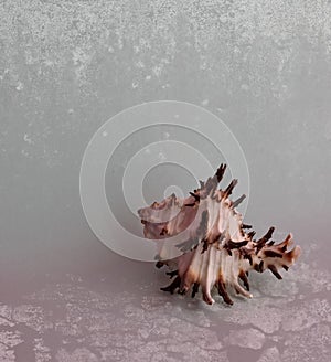 Sea shell isolated on the blue background