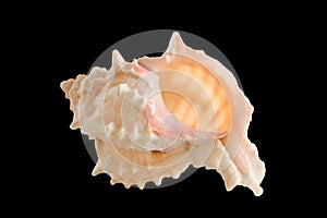 Sea shell isolated clipping path