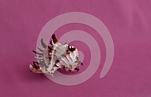 Sea shell isolated on the pink background