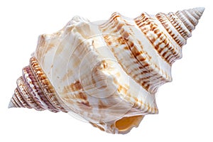 A sea shell isolated on a transparent background perfect for beach ocean or naturethemed designs photo