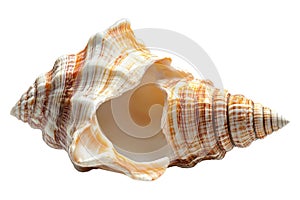 A sea shell isolated on a transparent background perfect for beach ocean or naturethemed designs photo