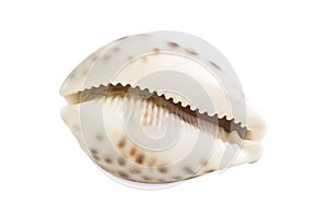 Sea shell isolated white