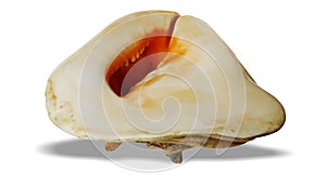 Sea Shell isolated on white background.