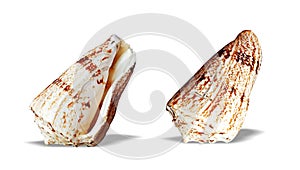 Sea Shell isolated on white background.