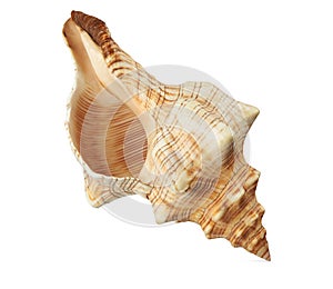 Sea shell isolated on a white background