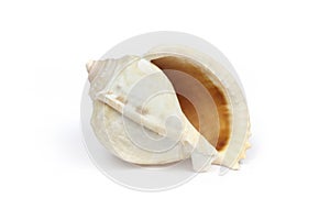 Sea shell isolated on a white background