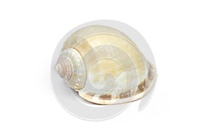 Sea shell isolated on a white background