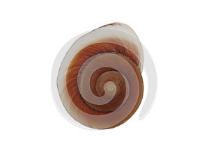 sea shell isolated on white background