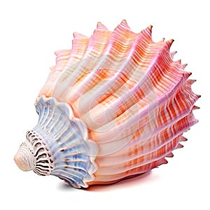 Sea shell isolated on a white background