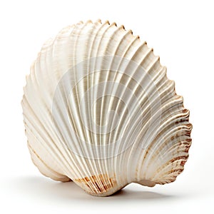 Sea shell isolated on a white background