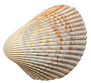 Sea shell isolated on a white background