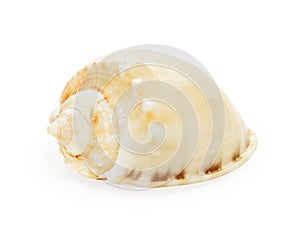 Sea shell isolated on white