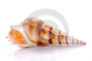 Sea shell isolated on white background