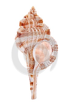 Sea shell isolated on white background