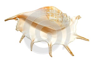 Sea shell isolated on white background