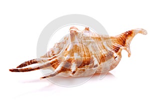 Sea shell isolated on white background