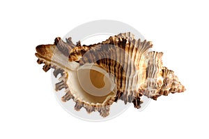 Sea shell isolated on white background