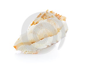 Sea shell isolated on white background