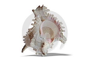 Sea shell isolated on white background background wallpaper,
