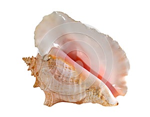 Sea shell isolated on a white background. Beautiful seashell