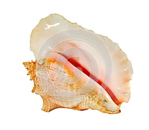 Sea shell isolated on a white background. Beautiful seashell