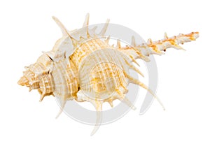 Sea shell isolated on white background with clipping path