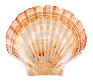 Sea shell an isolated on white background.clipping path