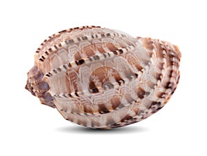 Sea shell isolated on a white background. Clipping Path