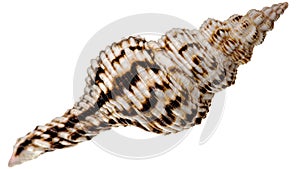 Sea shell isolated