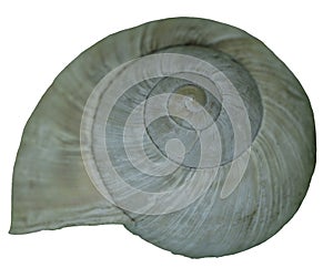 Sea shell isolated on white background. Clipping path included for extraction