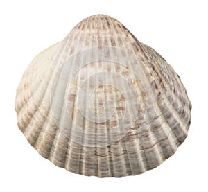 Sea Shell isolated on White Background. Close up