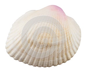 Sea Shell isolated on White Background. Close up