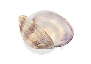 Sea shell isolated on white background. Close-up