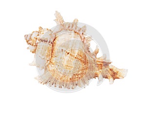 Sea shell isolated on white background. Close-up