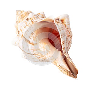 Sea shell isolated on white background. Close-up