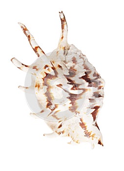 Sea shell isolated on white background. Close-up