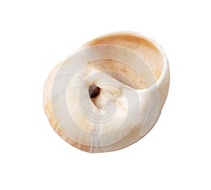 Sea shell isolated on white background. Close-up